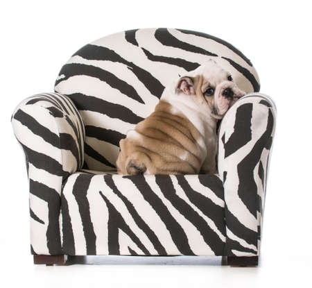 english bulldog puppy sitting on a chair on white backgroundの写真素材