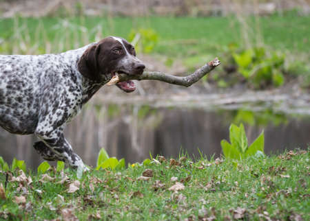 german shorthaired pointer running with a stickの写真素材