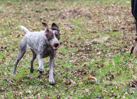 german shorthaired pointer running in the woodsの写真素材