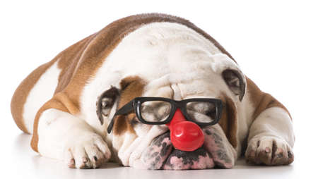 dog wearing clown glasses on white background - english bulldogの写真素材