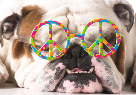 dog wearing peace glasses on white background - english bulldogの写真素材
