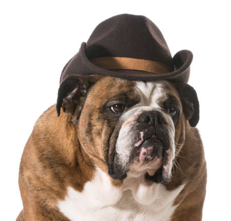 dog wearing western hat isolated on white background - english bulldogの写真素材