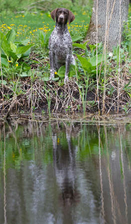 hunting dog - german shorthaired pointer sitting at the water's edgeの写真素材