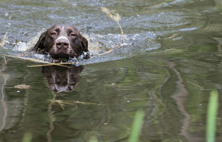 german shorthaired pointer swimming in the riverの写真素材