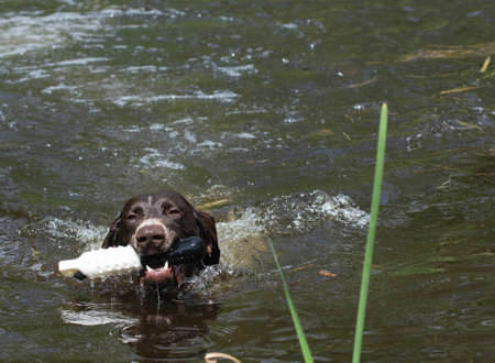 german shorthaired pointer retrieving a training toy from riverの写真素材