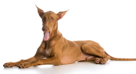 tired dog - pharoah hound yawning on white backgroundの写真素材