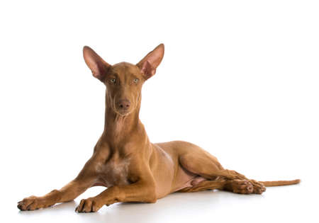 pharaoh hound laying down looking at viewer on white backgroundの写真素材