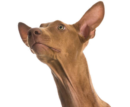 pharaoh hound portrait looking up on white backgroundの写真素材