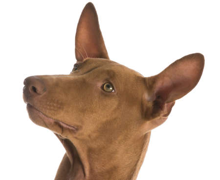 pharaoh hound portrait on white backgroundの写真素材