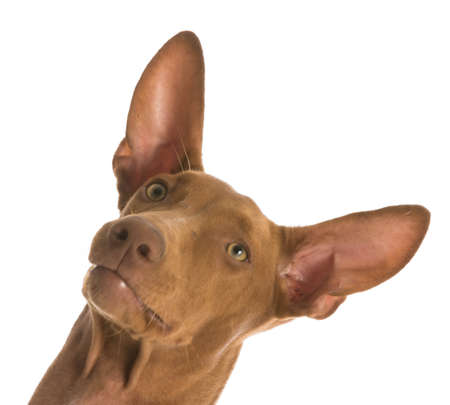 pharaoh hound portrait on white backgroundの写真素材