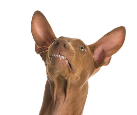 funny dog - pharaoh hound with funny expression on white backgroundの写真素材