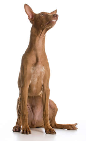 funny dog - pharaoh hound with silly expression on white backgroundの写真素材