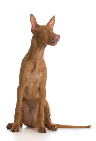 pharoah hound puppy sitting licking lips on white backgroundの写真素材