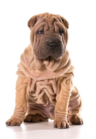 chinese shar pei sitting isolated on white backgroundの写真素材