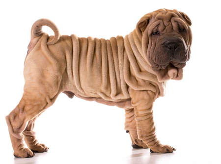 chinese shar pei standing isolated on white backgroundの写真素材