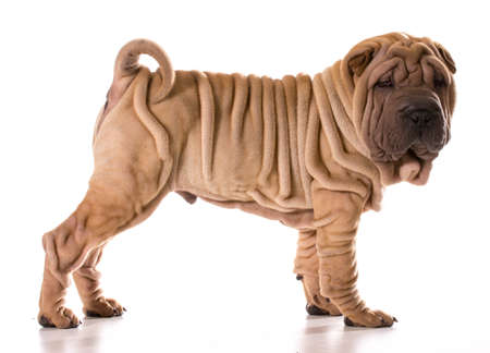 chinese shar pei standing isolated on white backgroundの写真素材
