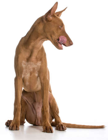 dog licking lips looking to the side on white background - pharaoh houndの写真素材