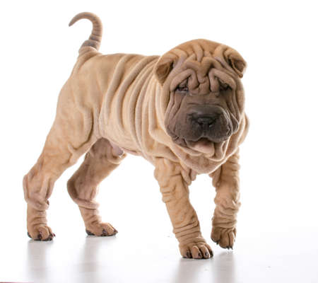 chinese shar pei standing isolated on white backgroundの写真素材