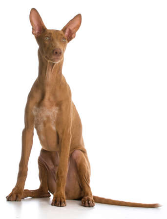 pharaoh hound sitting on white backgroundの写真素材