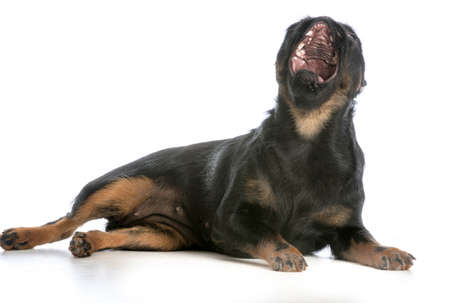 dog yawning - brussels griffon with mouth open yawning on white backgroundの写真素材