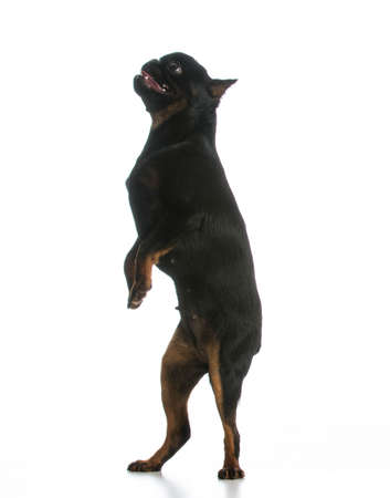 dog dancing - brussels griffon dancing isolated on white backgroundの写真素材