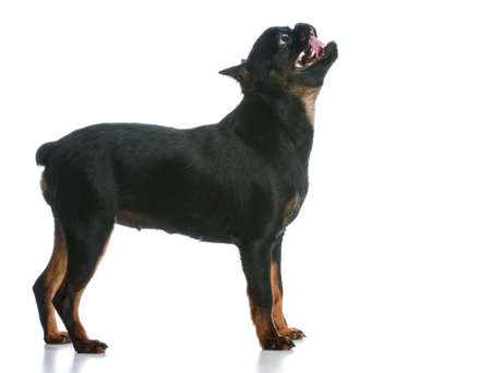 dog panting - brussels griffon puppy standing  panting on white backgroundの写真素材