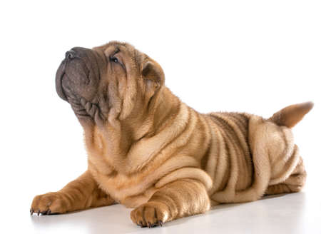chinese shar pei puppy laying down looking up isolated on white backgroundの写真素材