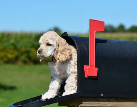 puppy in a mailbox - american cocker spaniel puppy - 8 weeks oldの写真素材
