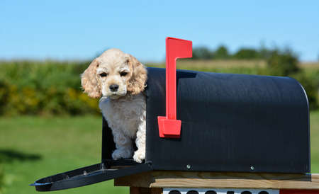 puppy in a mailbox - american cocker spaniel puppy - 8 weeks oldの写真素材