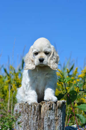 cute american cocker spaniel puppy sitting on a wood stumpの写真素材
