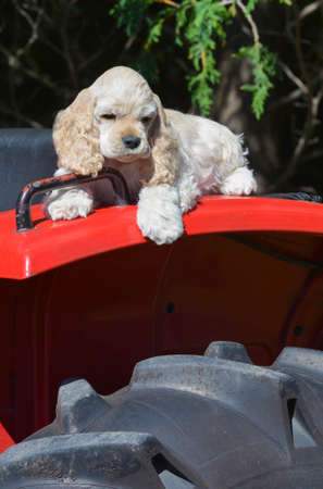 farm dog - cocker spaniel puppy laying on fender of a tractorの写真素材