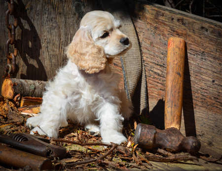 cute puppy - american cocker spaniel puppy sittingの写真素材