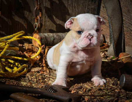 cute english bulldog puppy - 8 weeks oldの写真素材