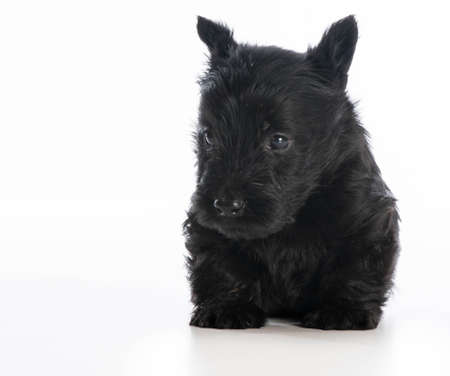 scottish terrier puppy sitting on white background - 6 weeks oldの写真素材