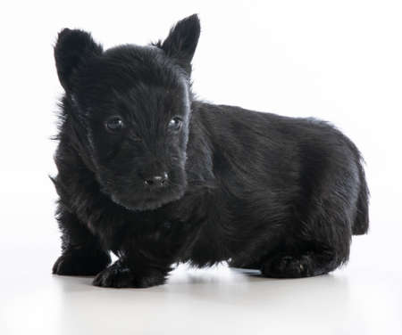 scottish terrier puppy sitting on white background - 6 weeks oldの写真素材