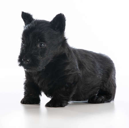scottish terrier puppy standing on white background - 6 weeks oldの写真素材