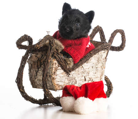 christmas puppy - scottish terrier puppy riding inside sleigh on white backgroundの写真素材