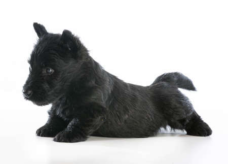 scottish terrier puppy standing on white background - 6 weeks oldの写真素材