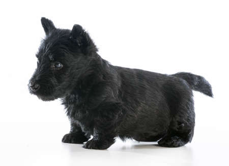scottish terrier puppy standing on white background - 6 weeks oldの写真素材