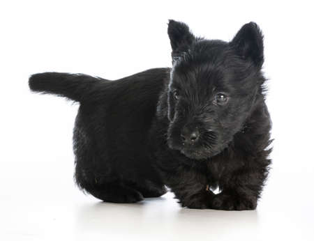 scottish terrier puppy standing on white background - 6 weeks oldの写真素材