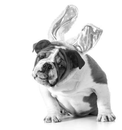 english bulldog wearing bunny earsの写真素材