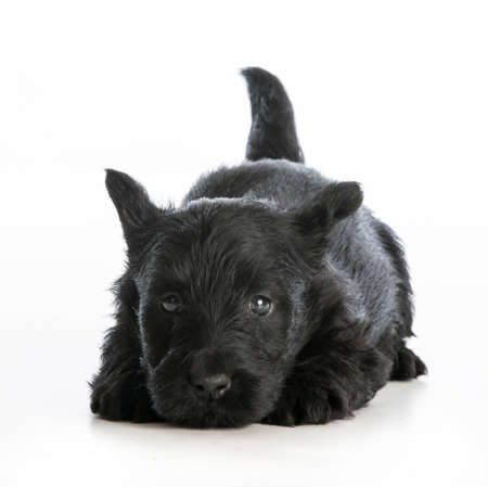 tired puppy - scottish terrier puppy laying down resting on white backgroundの写真素材