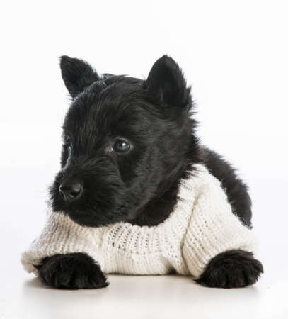 cute puppy wearing knitted sweater laying down on white background - scottish terrierの写真素材