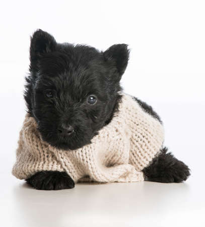 cute puppy wearing knitted sweater laying down on white background - scottish terrierの写真素材