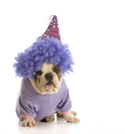 birthday dog - english bulldog wearing birthday hat and wig isolated on whiteの写真素材