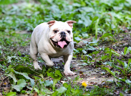english bulldog walking outside on a pathwayの写真素材