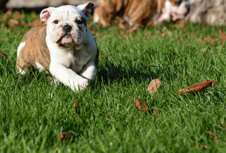 english bulldog puppy playing outside in the grass - 8 weeks oldの写真素材