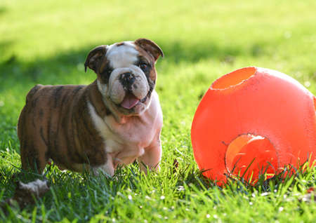 puppy playing with a ball outside in the grass - 9 week old english bulldogの写真素材
