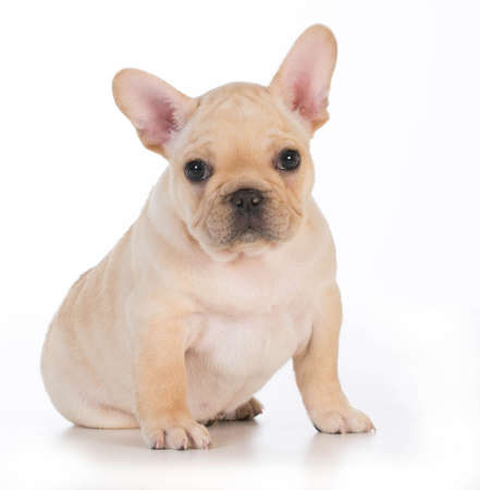 cute puppy - french bulldog puppy sitting looking at viewer - 7 weeks oldの写真素材