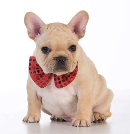 french bulldog wearing red bowtie looking at viewer on white backgroundの写真素材